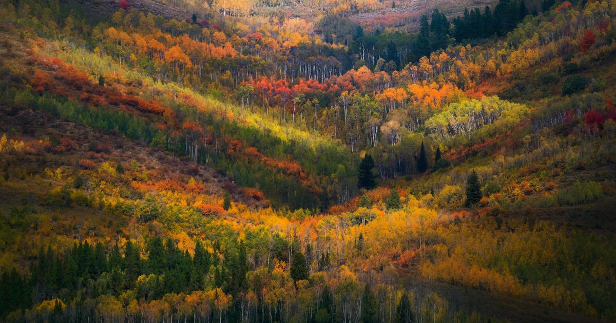 National parks with notable fall color — great for planning day trips from Short Pump.