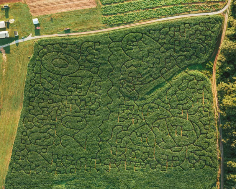 Navigate winding paths through a classic fall corn maze.