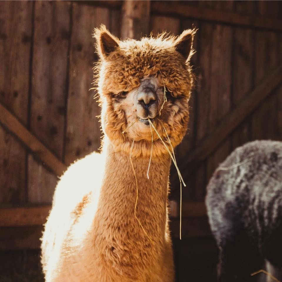 Pactamere Farm: fall farm activities like goat yoga and animal encounters near Short Pump.